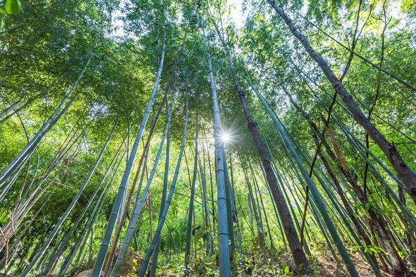 Ramo Bambu Floresta Bambu Belo Fundo Natureza Verde — Fotografia de Stock