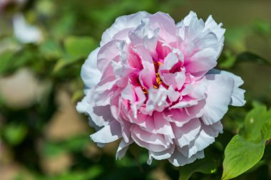 Güzel çiçekler, şakayıklar. Pembe şakayık arka plan buketi.