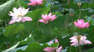 pembe lotus ve yaprakları kazanmak