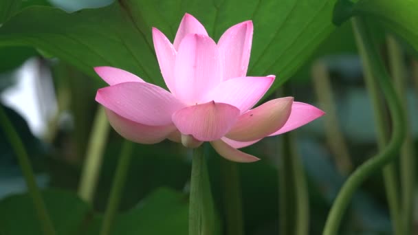 Pink Lotus Leaves Win — Stock Video