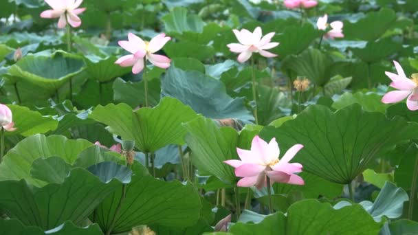 Roze Lotus Bladeren Win — Stockvideo