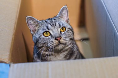 Şirin tüylü tekir kedinin kapalı mekandaki portresi