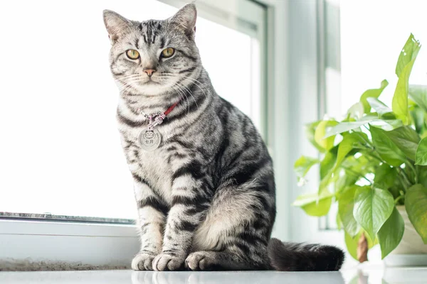 Portret Van Schattig Pluizig Tabby Kat Binnen Stockfoto