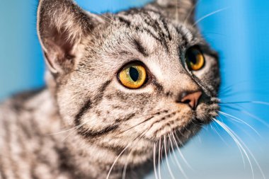 Şirin tüylü tekir kedinin kapalı mekandaki portresi