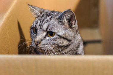 Şirin tüylü tekir kedinin kapalı mekandaki portresi