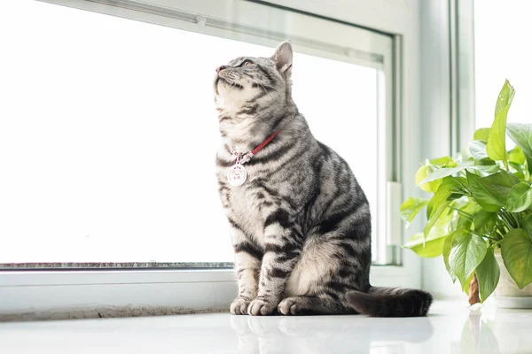 Potret Lucu Berbulu Kucing Dalam Ruangan — Stok Foto