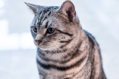 Şirin tüylü tekir kedinin kapalı mekandaki portresi
