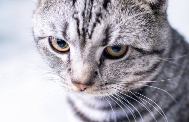 Şirin tüylü tekir kedinin kapalı mekandaki portresi