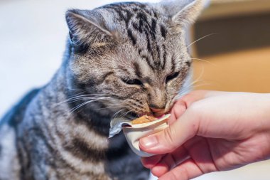 Şirin tüylü tekir kedinin kapalı mekandaki portresi