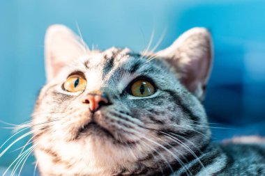 Şirin tüylü tekir kedinin kapalı mekandaki portresi