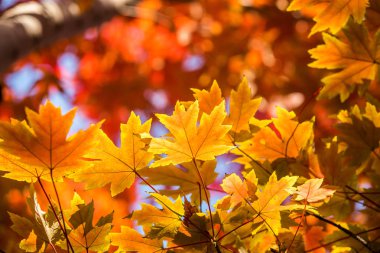 Kırmızı ve Turuncu Sonbahar Yaprakları Arkaplanı