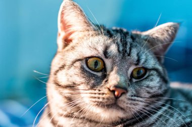 Şirin tüylü tekir kedinin kapalı mekandaki portresi