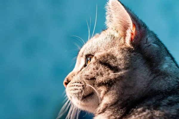 Potret Lucu Berbulu Kucing Dalam Ruangan — Stok Foto