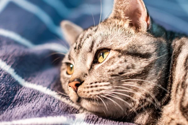 Potret Lucu Berbulu Kucing Dalam Ruangan — Stok Foto