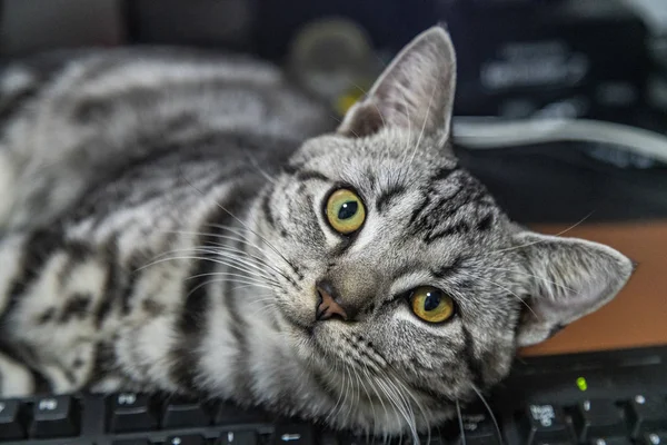 Kucing peliharaan abu-abu yang cantik — Stok Foto
