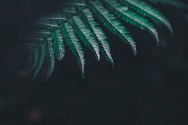 Fern yaprak yaz ormandaki