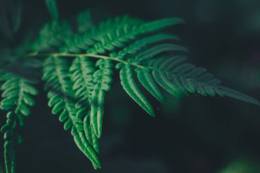 Fern yaprak yaz ormandaki