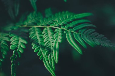 Fern yaprak yaz ormandaki