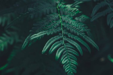 Fern yaprak yaz ormandaki