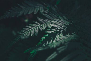 Fern yaprak yaz ormandaki