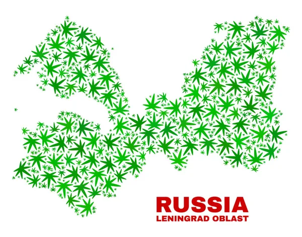 Марихуана оставляет карту Ленинградской области — стоковый вектор