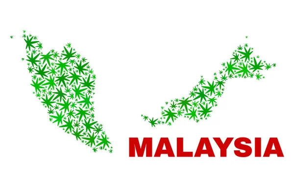 Marihuana hinterlässt malaysische Landkarte — Stockvektor