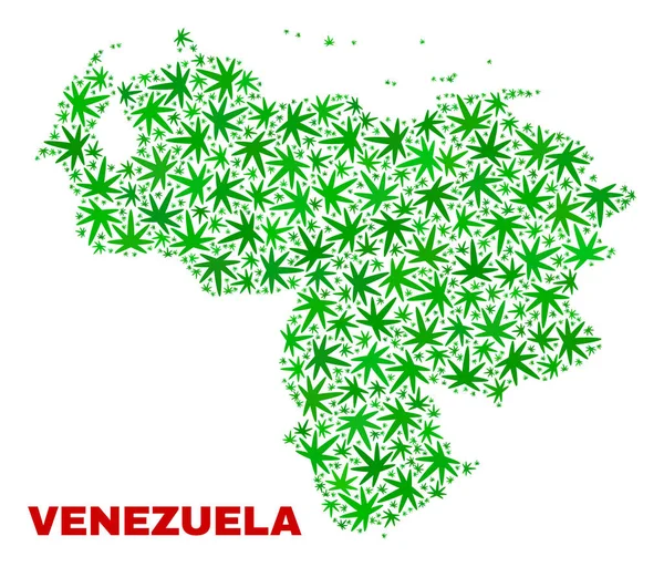 Cannabis Blätter Collage Venezuela Karte — Stockvektor