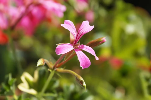 Różowy Pelargonium Zbliżenie Tle Natury — Zdjęcie stockowe
