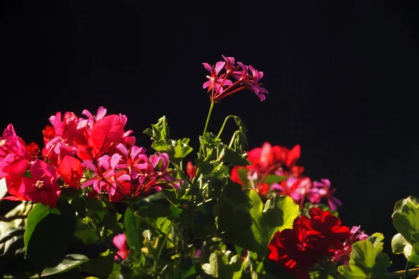 Czerwony Geranium Kwiaty Bliska Tle Natury — Zdjęcie stockowe