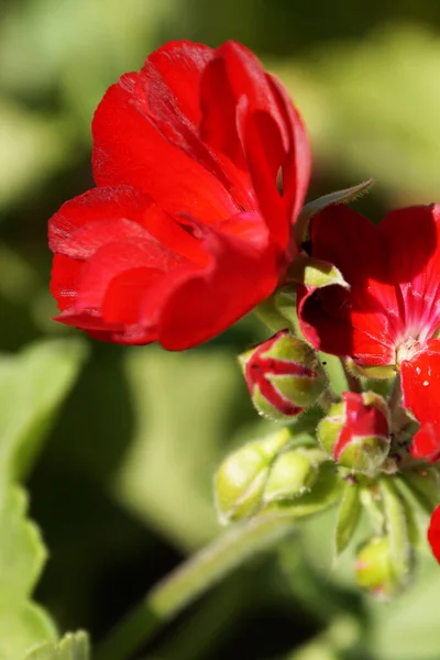 Červená Muškát Květiny Zblízka Přírodním Pozadí — Stock fotografie