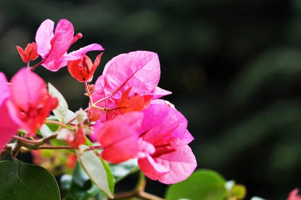 Różowy Kwitnący Bougainvillea Zbliżenie Tle Natury — Zdjęcie stockowe