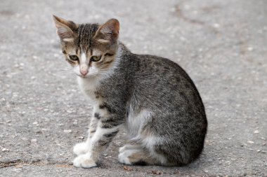 Sokakta oturan evsiz siyah beyaz kedi yavrusu..