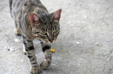 Yolda yürüyen gri beyaz bir kedinin portresi