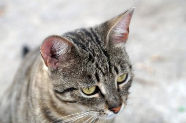 Gri beyaz bir kedinin portresi