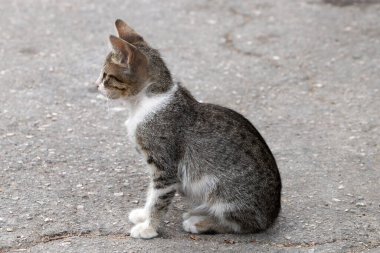 Evsiz siyah beyaz kedi yavrusu sokakta oturuyor.