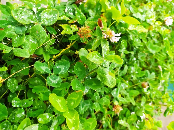 Hierba Verde Trébol Blanco Luz Del Sol Para Fondo Planta —  Fotos de Stock