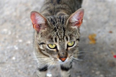 Evsiz siyah beyaz kedi kameraya bakıyor, portre