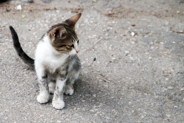 Homeless Black White Kitten Sitting Street — Stock Photo, Image