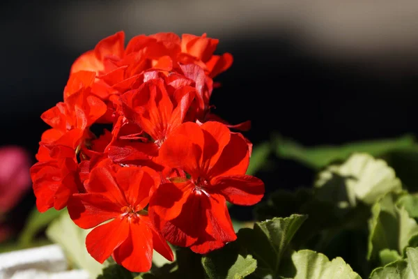 赤いゼラニウムの花が自然界の背景で — ストック写真