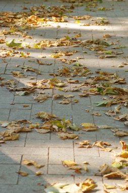 # Sarı sonbahar yaprakları kaldırımda #.