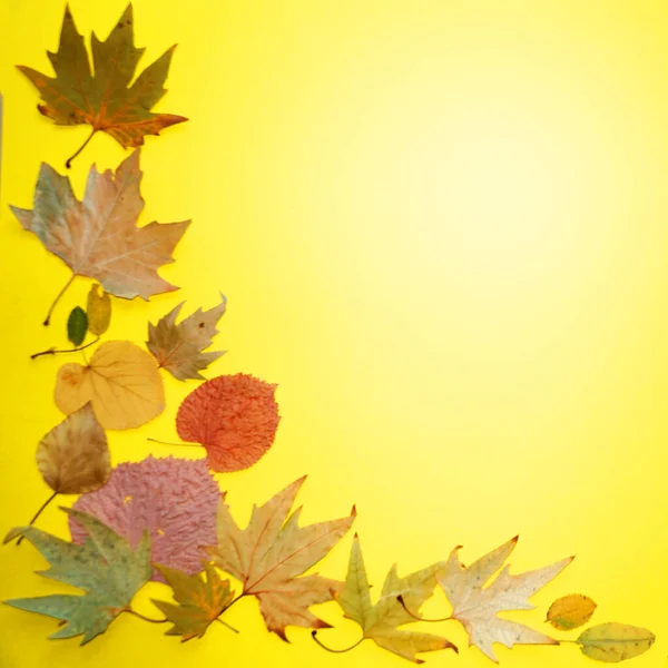 Autumn Leaves Yellow Background Copy Space Mockup Blank — Stock Photo, Image