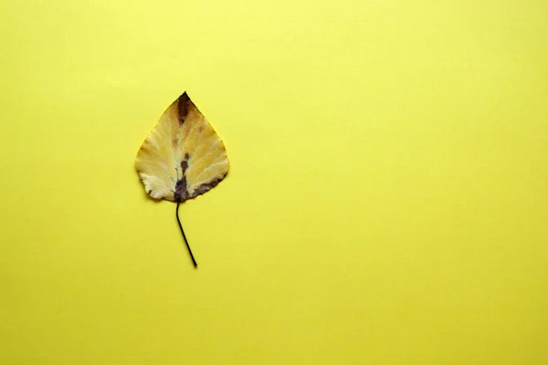 Один Жовтий Осінній Лист Жовтому Фоні Копіювати Простір — стокове фото