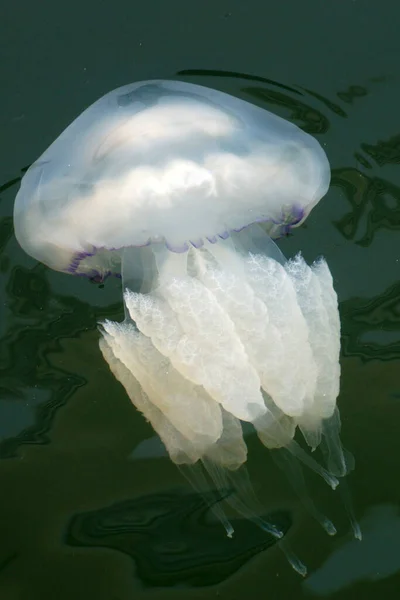 Fehér Medúza Közelkép Tengervízben — Stock Fotó