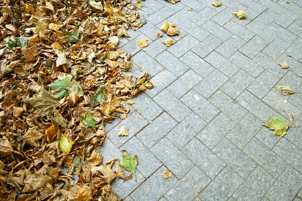 Gelbe Herbstblätter Auf Dem Gehweg Platz Kopieren — Stockfoto