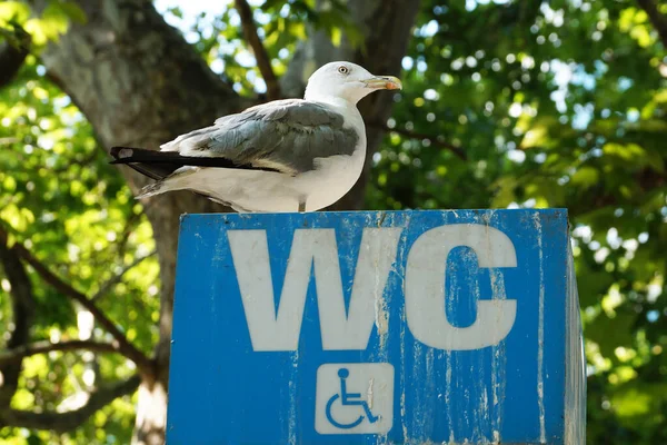 Möwe Auf Behindertentoilette Aus Nächster Nähe — Stockfoto