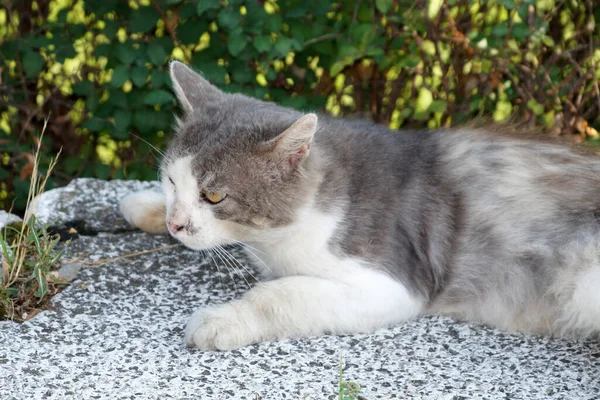 自然を背景にした白灰色の猫 — ストック写真