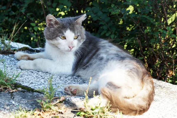 Weiß Graue Katze Auf Dem Hintergrund Der Natur — Stockfoto