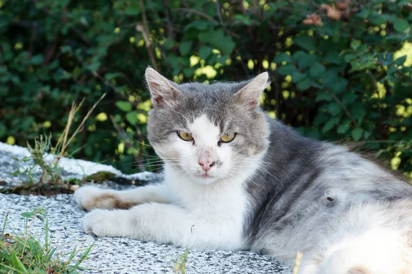 自然を背景にした白灰色の猫 — ストック写真