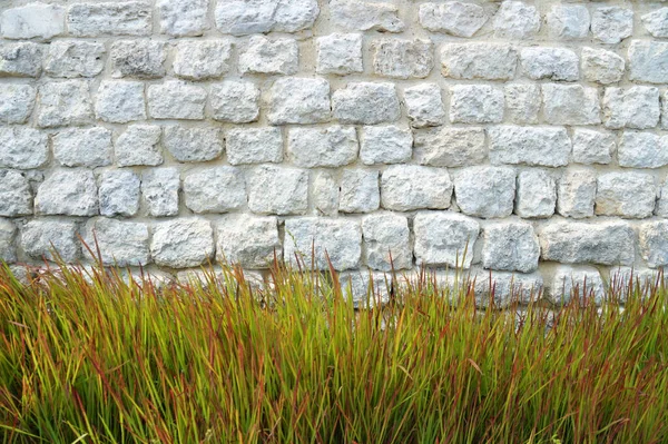 白色石墙背景上的装饰性草坪 复制空间 — 图库照片