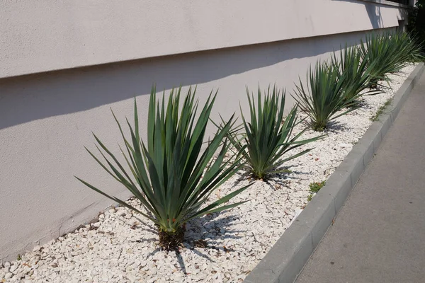 Borda Jovem Yucca Verde Decorado Com Cascalho Branco — Fotografia de Stock